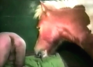 Pony and slut in the barn