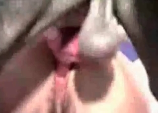 Black dog almost destroys her cunt