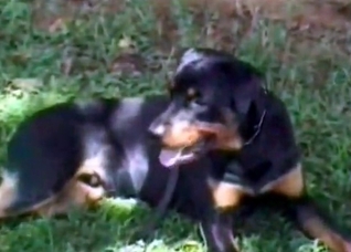 Busty babe tries to seduce a dog