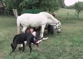 Small white pony sucked by a whore