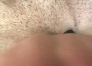 Kinky beauty enjoys zoophilia