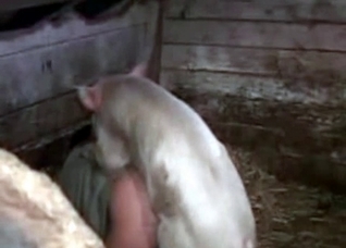 Dirty pig fucks a horny farmer