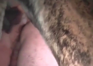 Spotted dog fucks a wet snatch