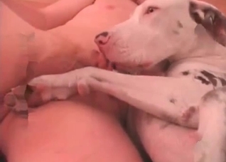 Dalmatian gets fucked from behind