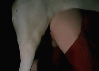 Nice boot for your lovely doggy
