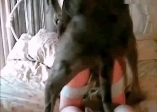 Brutal black dog explodes her twat