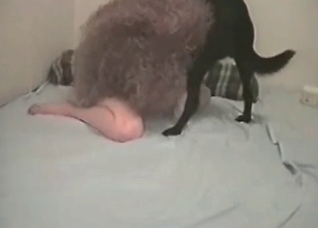 Venous dog cock fills out her puss