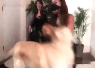 Hungry dog licks a juicy booty