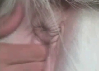 Latino licks a horse anus