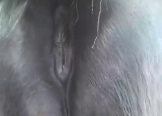 Huge anal hole of a stallion