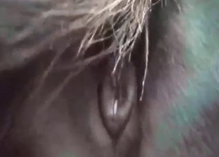 Huge anal hole of a stallion