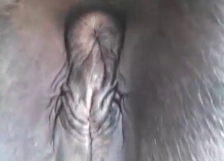 Huge anal hole of a stallion