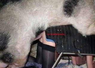 Dirty pig pounds a farm zoophile
