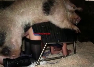 Dirty pig pounds a farm zoophile