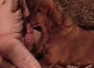 Fast blowjob in the animal porn