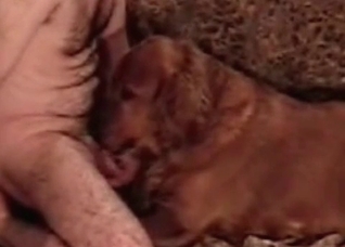 Fast blowjob in the animal porn