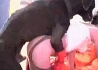 Doberman knows how to fuck