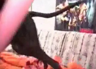 Doberman knows how to fuck