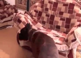 Happy to see suck a sexy doggy