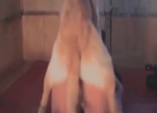 Impressive dog and obedient slut