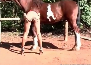 Kinky zoofil and stallion dong