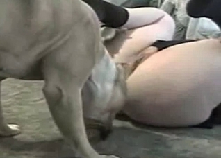 Dog and submissive zoophile whore
