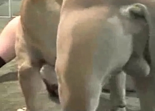 Dog and submissive zoophile whore