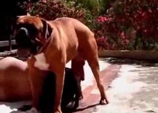 Tanned whore enjoys a doggy dick