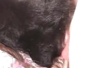 I really want to fuck this dog