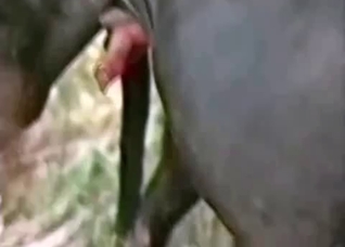 Nasty outdoor zoophilia