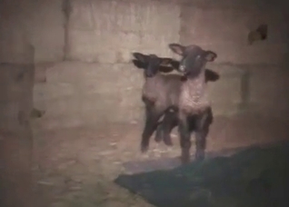 Sheep explored by my hard boner