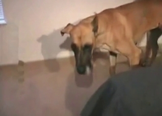 Fast banging with my puppy