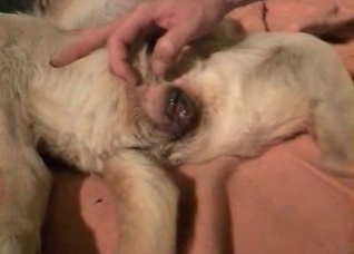 Spicy animal penetrated so hot