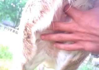 Fingering a juicy animal anus