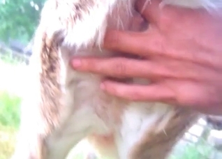 Fingering a juicy animal anus