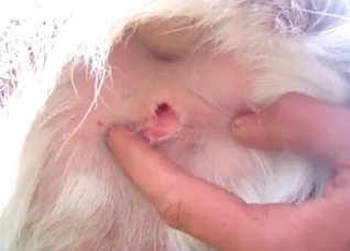 Fingering a juicy animal anus