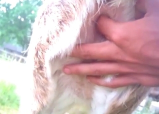 Fingering a juicy animal anus