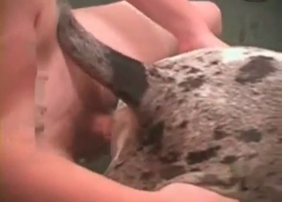Spotted animal is being explored hot