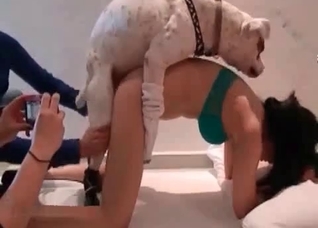 First animal sex of an Asian