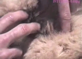 Shepherd gets into nasty bestiality