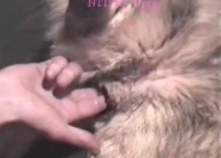 Shepherd gets into nasty bestiality