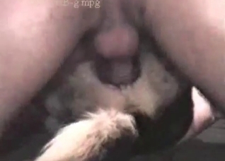 Shepherd gets into nasty bestiality
