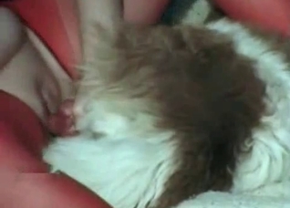 Hairy doggy impales a tight twat