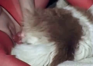 Hairy doggy impales a tight twat