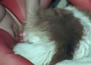 Hairy doggy impales a tight twat