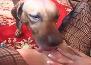Sweet animal is licking a juicy snatch