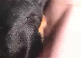 Tight dog ass fucked deep