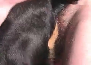 Tight dog ass fucked deep