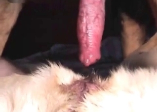 This animal loves my hard dick