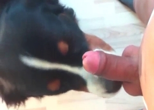 Cute and funny bestial blowjob